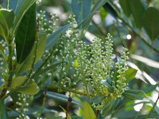 close up of a bunch of grapes