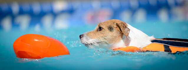 Dock Jumping Dogs