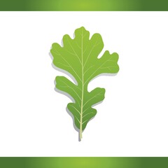 Bur oak leaf