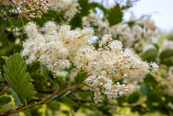 Closeup of creamy white delicate HOLODISCUS discolor flower and green leaves on branch. Blurred...