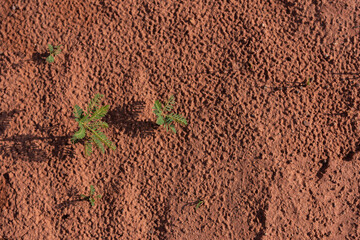 Dry dirt ground texture and weeds