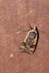 Hausmutter - Eulenfalter - Noctua pronuba