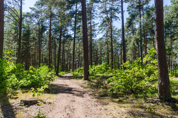 Fototapeta na wymiar Sunlit footpath in a pine tree forest