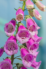 Close-up of the flower of the purple Foxglove (common Foxglove, purple Foxglove or ladies ' glove).