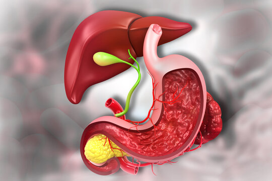 Human liver, digestive system anatomy. 3d illustration..
