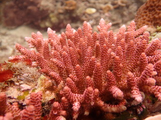 The coral reef area at Tioman island, Malaysia