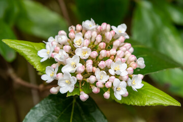 Closeup of young, pink and white Viburnum x burkwoodii flowers and buds with yellow anthers. New...