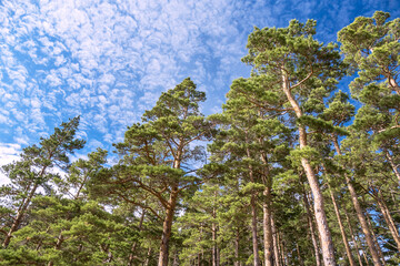 Fototapeta premium Picturesque coniferous forest on a background of blue sky with curly clouds