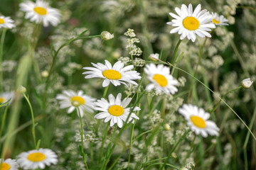 close up blooming white camomille wildflowers in field in summer