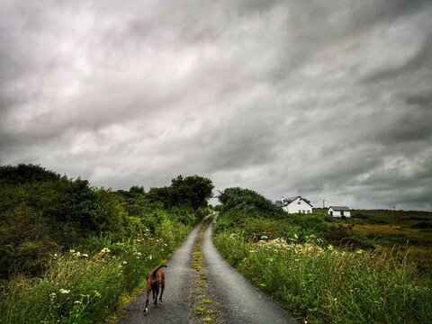 Summer green Irish landscape from Connemara with a road reaching towards the horizon and a lone dog walking, small cottage on the side