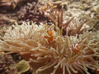 Naklejka na ściany i meble The closed-up seaanemones at coral reef area