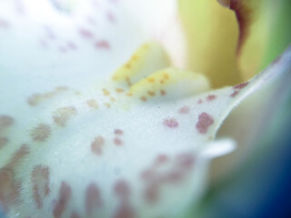 ゴージャスで美しいランの花のクローズアップ素材