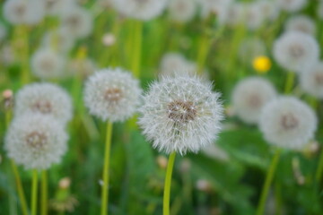 Meadow of beautiful and delicate dandelions seed head in green grass close up.