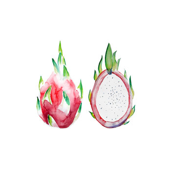 Aquarelle painting of Pomegranate sketch art illustration