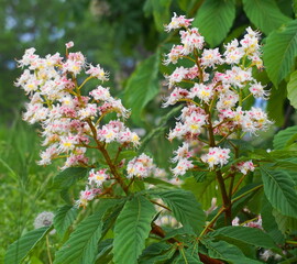 Flowering Horse Chestnut tree close up. Flowers and foliage.