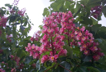 Fototapeta premium Flowering Red Horse Chestnut tree close up. Flowers and foliage.