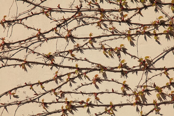 Plain wall, background, texture. Fencing, colored in beige color with the creeping vines. Plastered surface with dry creeping sprigs of grapes. Abstract sketches of nature