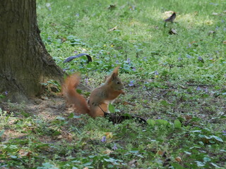 squirrel in the forest