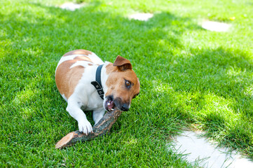 .Young puppy gnawing a wooden stick on a green lawn/