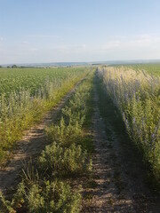 Obraz premium path in the field