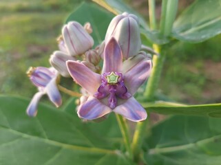 Purple calotropis flower.