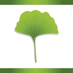 Ginko leaf