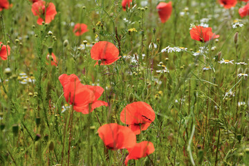 Fototapeta premium Polne Maki 10