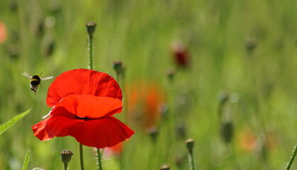 Fototapeta premium Mohn: 