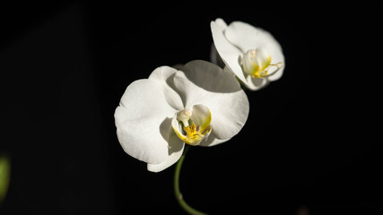 Fototapeta na wymiar Moon Orchid Flower