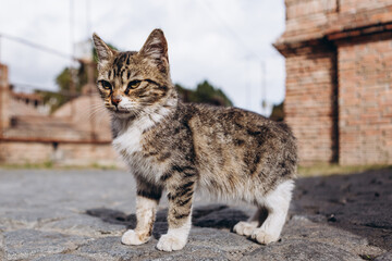 Naklejka na ściany i meble friendly walking animals in downtown Tbilisi: a little cute kitten sunbathing in the city streets