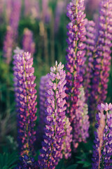.Lupins