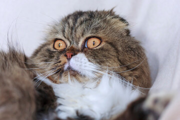 Fototapeta premium A furry cat with wet eyes and small pressed ears. Close-up, narrow focus, copy-space.