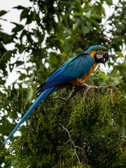 Ara ararauna. Blue-yellow macaw parrot portrait. Ara macaw parrot