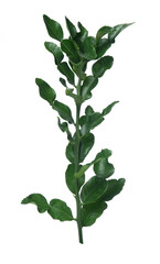 Green leaf of bergamot leaves isolated on white background.