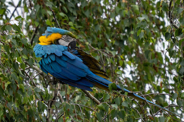 Ara ararauna. Blue-yellow macaw parrot portrait. Ara macaw parrot