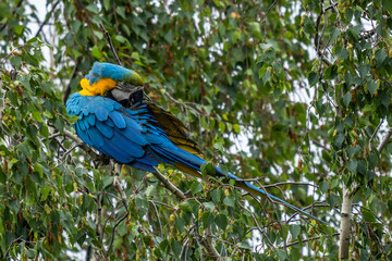 Ara ararauna. Blue-yellow macaw parrot portrait. Ara macaw parrot