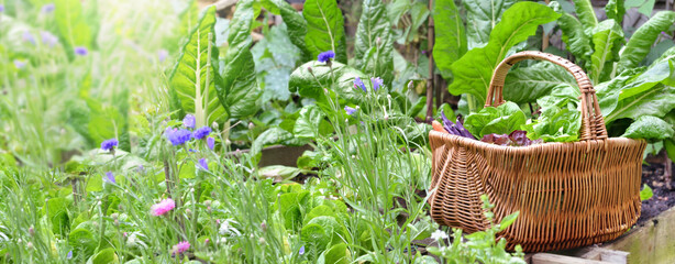 fresh vegetables in a wicker basket among green leaf and flowers in a vegetable garden