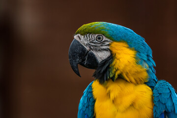 Ara ararauna. Blue-yellow macaw parrot portrait. Ara macaw parrot