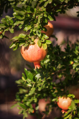 Red ripe pomegranate fruits grow on pomegranate tree in garden. Punica granatum fruit, close up.