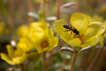 another bee on pollination duty