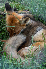 An wild orange fox sleeping in green grass