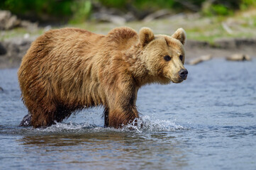 Ruling the landscape, brown bears of Kamchatka (Ursus arctos beringianus)