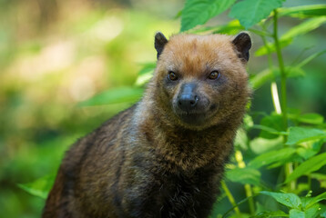 Bush Dog - Speothos venaticus, small shy wild dog from South American forests, Ecuador.
