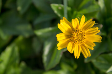 wild yellow flower