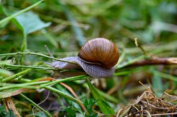edible snail escargot out in a garden in Sweden