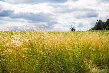 Summer country field in Ukraine, tall green grass