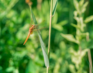 The black-tailed skimmer (Orthetrum cancellatum) dragonfly on a blade of grass.