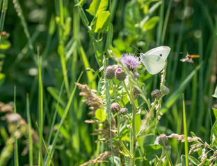 Cabbage White butterfly (Pieris brassicae) feeding on a purple flower