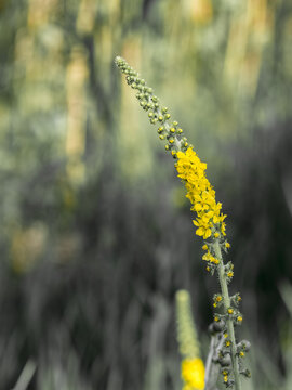 Yellow arrowgrass small flowers on a blurred background.Agrimonia eupatoria plant.
