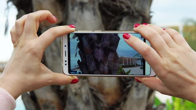 A female biologist photographs a barrel of a date or coconut palm with a smartphone. Science biology concept.